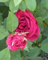 Rose des 4 Vents Rose des 4 Vents