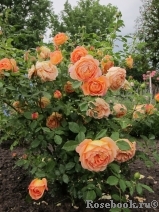 Lady of Shalott Lady of Shalott