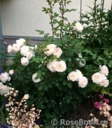 Crocus Rose® Crocus Rose®