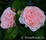 Rose de Tolbiac ® Rose de Tolbiac ®