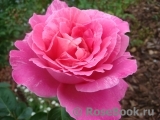 Pink Peace Pink Peace