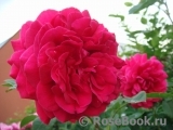 Dame de Coeur Dame de Coeur