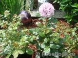 Novalis Novalis