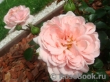 Home & Garden Home & Garden