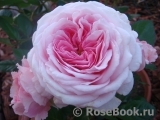 Rosengräfin Marie Henriette Rosengräfin Marie Henriette