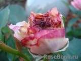 Rosengräfin Marie Henriette Rosengräfin Marie Henriette
