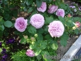Lavender Ice Lavender Ice