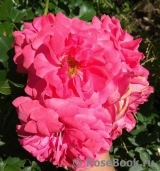 Rosarium Uetersen Rosarium Uetersen