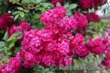 Super Excelsa Super Excelsa
