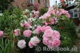 Home & Garden Home & Garden