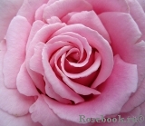 Frederic Mistral® Frederic Mistral®