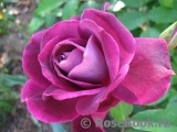 Burgundy Ice Burgundy Ice