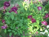 Burgundy Ice Burgundy Ice