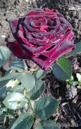 Black Baccara Black Baccara