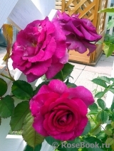 Violette Parfumee Violette Parfumee