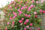 Zephirine Drouhin Zephirine Drouhin