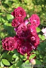 Burgundy Ice Burgundy Ice