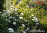 Aspirin Rose Aspirin Rose