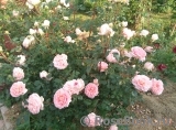 Abraham Darby Abraham Darby