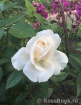 Lions Rose Lions Rose