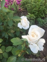 Lions Rose Lions Rose