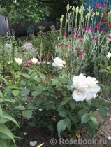 Lions Rose Lions Rose
