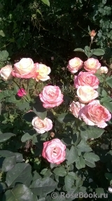 Belle Perle Belle Perle