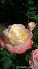 Belle Perle Belle Perle