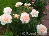 Chandos Beauty Chandos Beauty