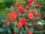 Orange Sensation ®