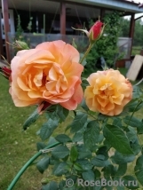 Westerland Westerland