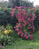 Excelsa Excelsa