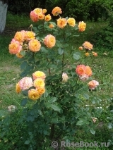 Gartenspass ® Gartenspass ®