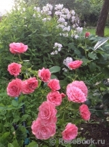 Tickled Pink Tickled Pink