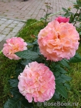 Augusta Luise