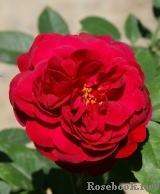 Darcey Bussell Darcey Bussell