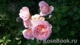 Abraham Darby Abraham Darby