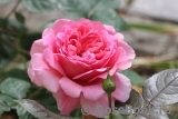 Princess Alexandra of Kent Princess Alexandra of Kent