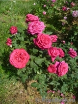 Johann Wolfgang von Goethe Rose® Johann Wolfgang von Goethe Rose®