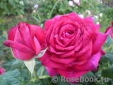 Johann Wolfgang von Goethe Rose® Johann Wolfgang von Goethe Rose®