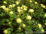 Golden Border Golden Border