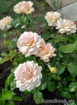 Chandos Beauty Chandos Beauty