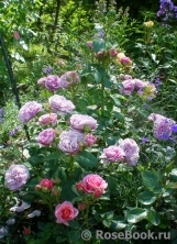 Lavender Ice Lavender Ice