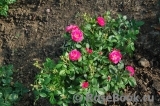 Bordure Magenta Bordure Magenta