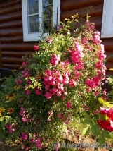Excelsa Excelsa