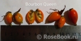 Bourbon Queen Bourbon Queen