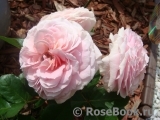 Rosengräfin Marie Henriette Rosengräfin Marie Henriette