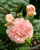 Strawberry Hill Strawberry Hill