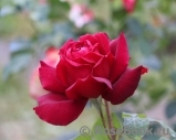 Dame de Coeur Dame de Coeur