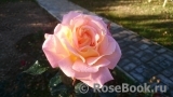 Rosemary Harkness Rosemary Harkness